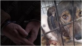 Riscă dosar penal pentru că și-a împușcat câinele în plină stradă. Cum și-a argumentat „isprava”