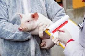 DOC // Alertă la Cahul. Întreg raionul în carantină, din cauza unui caz de pestă porcină africană