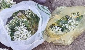 Trei persoane sancționate după ce au fost prinși cu ghiocei. Ce spune poliția