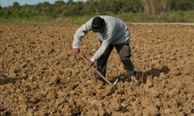 21 de moldoveni și români, sclavi în Spania. Munceau până la epuizare, fără apă și mâncare
