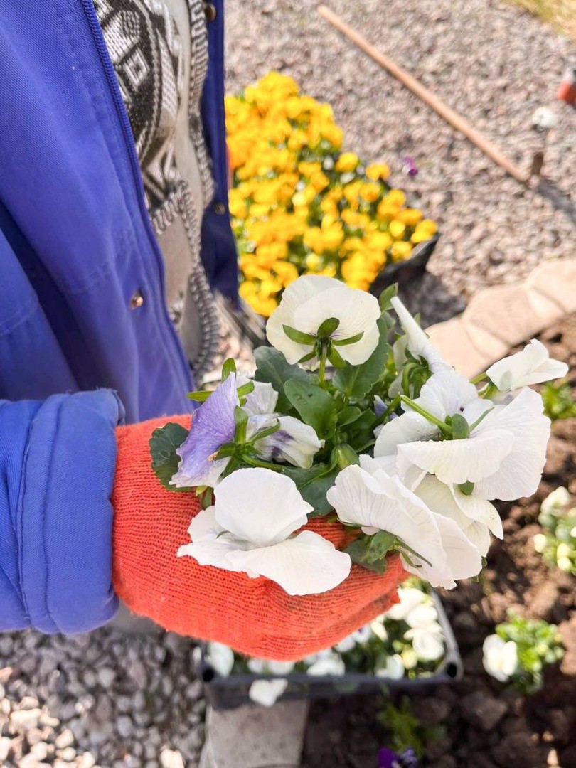 FOTO // Atmosferă de primăvară la Orhei - mii de flori multicolore plantate în oraș de echipa lui Șor