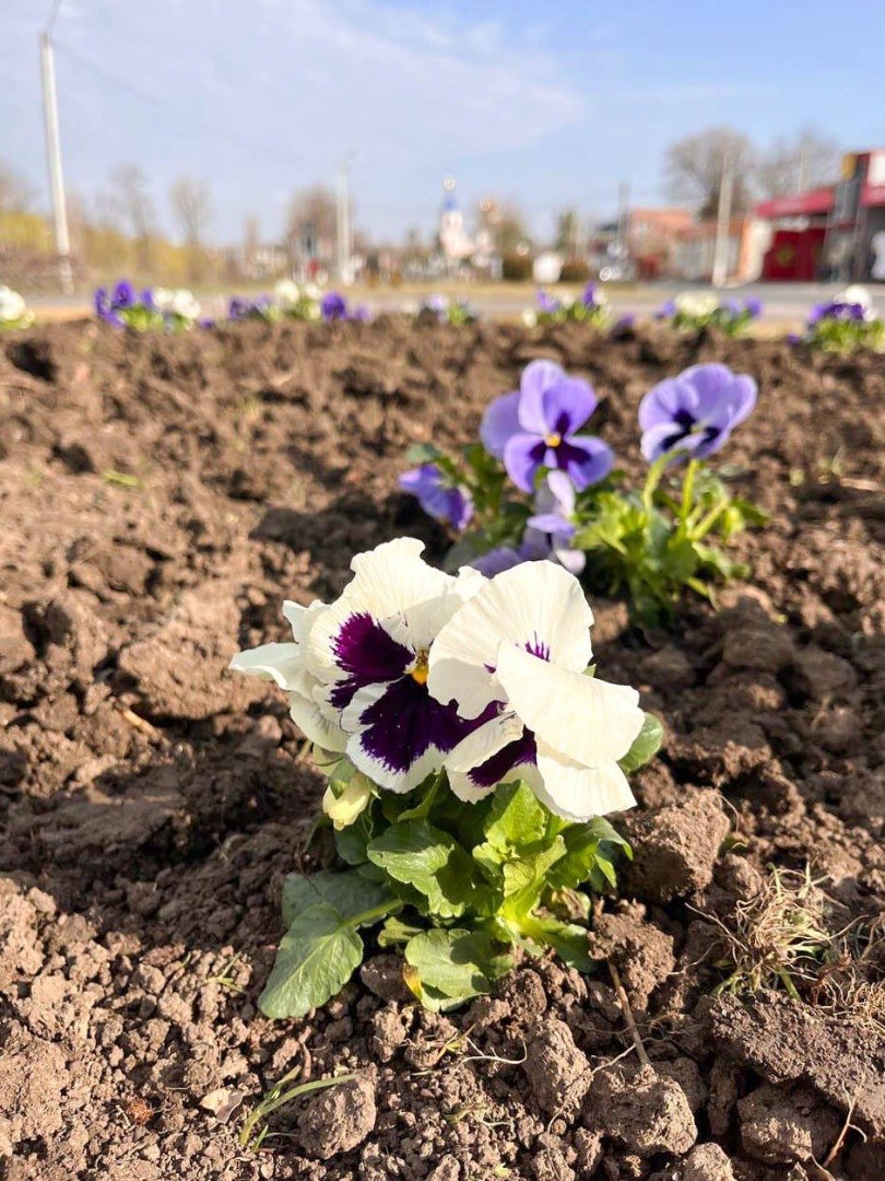 FOTO // Atmosferă de primăvară la Orhei - mii de flori multicolore plantate în oraș de echipa lui Șor