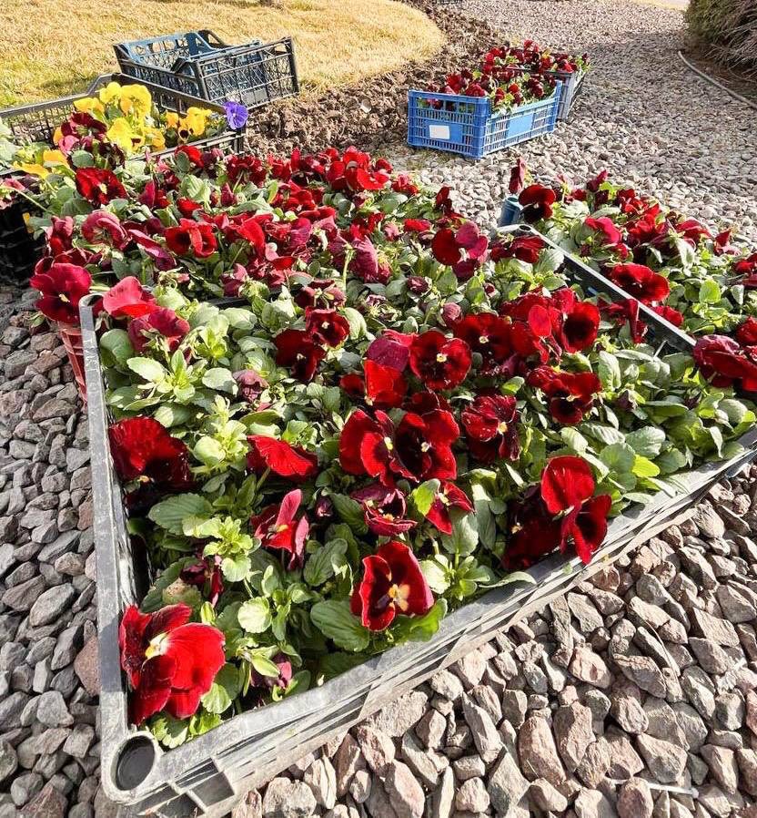 FOTO // Atmosferă de primăvară la Orhei - mii de flori multicolore plantate în oraș de echipa lui Șor