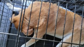Caz REVOLTĂTOR în capitală: Un copil, mușcat de un maidanez în curtea unei grădinițe de la Botanica