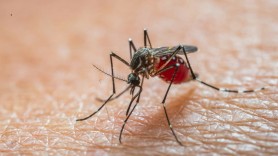 ALERTĂ: Țânțarul tigru, care provoacă febra dengue, prezent și în Republica Moldova. Boala poate fi mortală