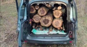 Tăieri ilegale de arbori la Taraclia: Mai multe persoane riscă închisoare