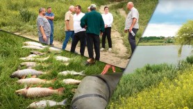 Catastrofă ecologică la Mărculești: Sute de kilograme de pește mort, miros insuportabil și probe abandonate de ANSA pe marginea drumului