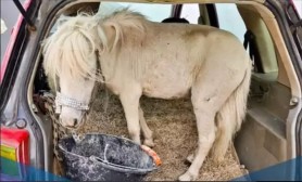 O șoferiță a fost oprită de poliţişti pentru că avea un ponei în portbagaj. N-a vrut să plătească amenda
