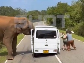 Un elefant a atacat un grup de turiști ruși într-un parc național din Sri Lanka