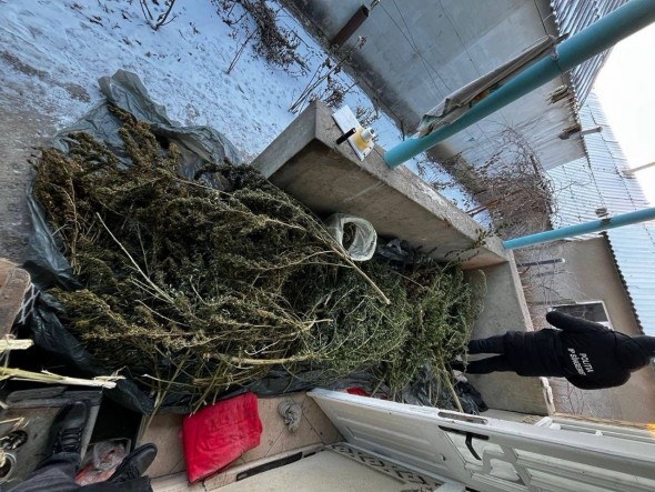 FOTO // Droguri descoperite la Sîngerei: trei bărbați, vizați într-un dosar penal pentru circulație ilegală și consum de substanțe narcotice