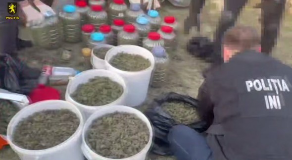 Captură de proporții la Anenii Noi: peste 40 kg de marijuana, în valoare de 14 milioane de lei, scoase din circuit