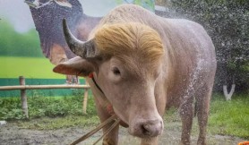 Bivolul „Donald Trump" a fost salvat de la sacrificare